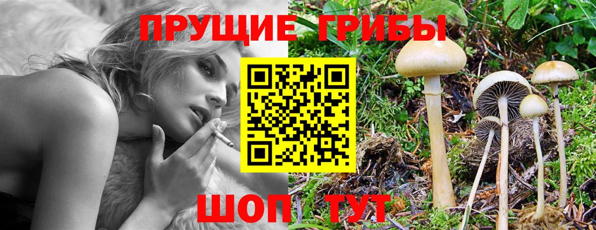 Псилоцибиновые грибы Cubensis  Вход с VPN  Псилоцибиновые грибы MAGIC MUSHROOMS  Железноводск 